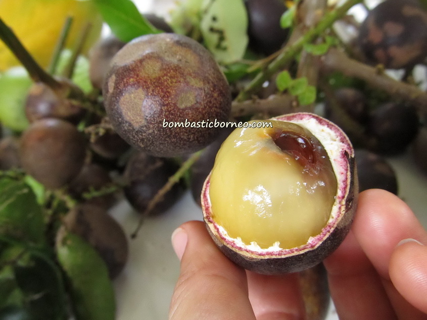 NEW 3 seeds crystal longan Crystal fruit Matoa Kasai Dimocarpus forest longan 