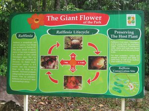 Borneo, Sarawak, rafflesia, lundu, largest flower, mountain, nature, national park