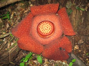 Borneo, Sarawak, rafflesia, lundu, largest flower, mountain, nature, stinky flower, smelly, national park