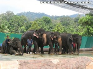 Malaysia, Pahang, nature, adventure, outdoor, native, Temerloh, elephant sanctuary, wildlife conservation, orang asli, zoo, deer land, triang, lanchang