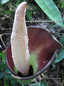 Borneo, amorphophallus hewittii, nature, malaysia, kuching, sarawak, peninjau lama, tallest flower, trekking, stinky flower, mountain serumbu, james brooke cottage