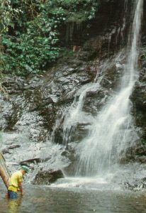 brunei, borneo, rainforest, canopy walk, nature, outdoor, trekking, suspension bridge, boat ride, waterfall, national park, wildlife, forest, outdoors, temuai, ulu temburong national park