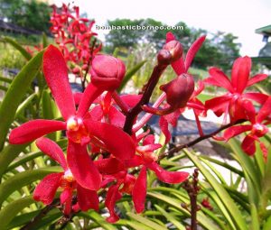 Orchid garden, kuching, sarawak, malaysia, borneo, lady slipper, event, flower