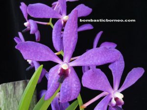 Orchid garden, kuching, sarawak, malaysia, borneo, lady slipper, event, flower