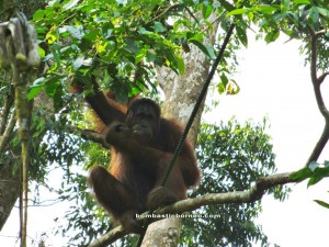 pongo pygmaeus, primates, forest man, Kuching, Malaysia, National Park, nature reserve, adventure, outdoor, trekking, jungle, rainforest, endangered species,