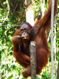 pongo pygmaeus, primates, forest man, Kuching, Malaysia, National Park, nature reserve, adventure, outdoor, trekking, jungle, rainforest, endangered species,