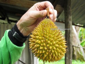 borneo, kalimantan, indonesia, sarawak, malaysia, local,  wild, durian, king of fruits, stinky, smelly, hybrid, exotic