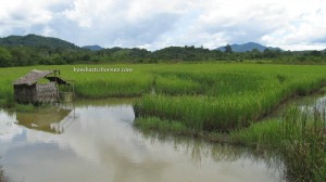paddy field, singkawang, bengkayang, kalimantan barat, indonesia, beach, borneo, chap goh meh, chinese new year, sambas