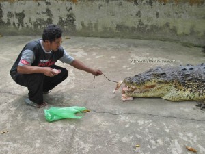 Crocodile feeding