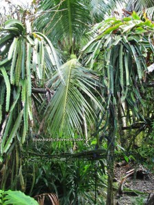 Borneo, Bunga Kantan, dabai, Durian Isu, Durian Pakan, exotic delicacy, jungle fruits, local olive, mangoes, nature, rambutan, wild ginger,