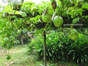 Bunga Kantan, dabai, Durian Isu, Durian Pakan, exotic delicacy, exotic fruit, jungle fruits, local olive, mangoes, nature, rambutan, traditional, wild ginger,