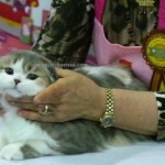 Bengals, Borneo, British Shorthairs, championship, DBKU, Household Cat, town, Macau Cat Club, Maine Coons, Pedigree Cat, Persians, pets lover, premiership, Youth And Sports Complex, Scottish Folds, 古晋市, 国际猫展, 猫城