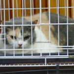 Bengals, Borneo, British Shorthairs, championship, DBKU, Household Cat, town, Macau Cat Club, Maine Coons, Pedigree Cat, Persians, pets lover, premiership, Youth And Sports Complex, Scottish Folds, 古晋市, 国际猫展, 猫城