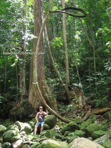 adventure, air terjun, gully, Gunung Santubong, hiking, Kuching, nature, outdoors, rainforest, Santubong National Park, Tourism, tourist attraction, travel guide, Waterfall, Mountain,