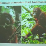 Bornean Orangutan, endangered species, forest man, indonesia, jungle, national park, nature, primates, Protected Animals, rainforest, Sarawak, Sumatran, tourist attraction, Useful information, conservation, educational,