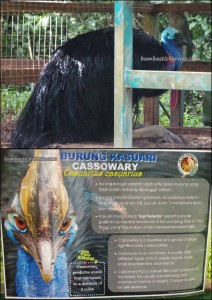 Lok Kawi Park, Malaysia, Borneo, Penampang, Taman Botani, Zoo, pygmy elephants, Rhinocerous Hornbill, jungle, nature, outdoors, Tourism, tourist attraction, travel guide, Useful information, 旅游景点, 沙巴野生动物园