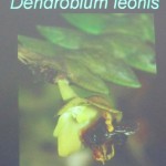 Biology Studies, flora, Fruit Fly, Peninsular, Pollination, Wild Orchid, 传粉者, 授粉, 果蝇, 生物学研究, 腐肉蝇, 蜜蜂, 野生兰花, 马来西亚
