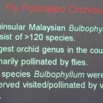 Bee, Biology Studies, Borneo, Carrion Fly, Peninsular, Pollinated, Wild Orchid, 传粉者, 授粉, 果蝇, 生物学研究, 腐肉蝇, 蜜蜂, 野生兰花, 马来西亚