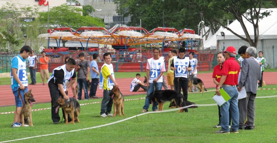 Borneo, competition, event, specialty Show, Kuching, malaysia, pets lover, SKA, 古晋市, 德国牧羊犬, 沙捞越, 猫城