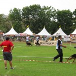 Borneo, championship, competition, event, Dog, Kuching, malaysia, pets lover, SKA, 古晋市, 德国牧羊犬, 沙捞越, 猫城