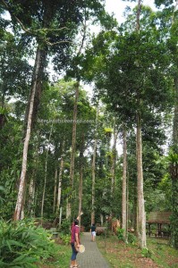 World’s Tallest Tropical Tree, Taman Bukit, backpackers, Borneo, Malaysia, Trekking, ecotourism, destination, tourist attraction, travel guide, Useful information, Shorea Faguetiana, 世界最高的热带树, 婆罗洲, 沙巴马来西亚旅游景点