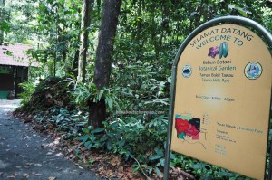 World’s Tallest Tropical Tree, Taman Bukit, backpackers, Malaysia, destination, botanical garden, Adventure, nature, Hiking, outdoor, ecotourism, tourist attraction, Useful information, 世界最高的热带树, 婆罗洲, 沙巴马来西亚旅游景点