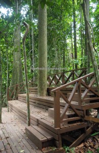 World’s Tallest Tropical Tree, Taman Bukit, backpackers, Borneo, Adventure, nature, outdoor, Trekking, ecotourism, travel guide, Shorea Faguetiana, yellow meranti, 世界最高的热带树, 婆罗洲, 沙巴马来西亚旅游景点