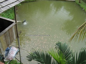 accommodation, village, special lodging, Lundu, Kuching, Malaysia, authentic, Dayak Selako, tribal, tribe, family vacation, holiday, fish farms, Tourism, tourist attraction, travel guide, 沙捞越,