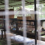 mini zoo, Agro Resort Semuji, Gambang, Kuantan, Recreational, nature, outdoors, activities, team building, fruit orchard, chalets, accommodation, tourist attraction, travel guide, Useful information