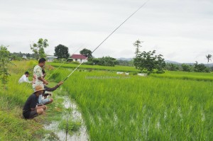 Fishing, authentic, Indigenous, ethnic, Banjarese, native, Borneo, Indonesia, paddy field, sawah padi, Tourism, tourist attraction, travel guide, 南加里曼丹, 婆罗州稻田