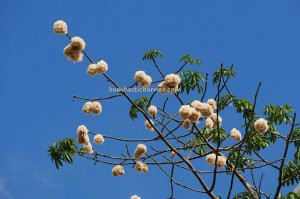 Silk cotton tree, Kapok tree, blooming, flowering, Bombax Ceiba, exotic plant, Borneo, Kuching, Sarawak, Malaysia, Merdeka Square, heritage, nature, Tourism, travel guide