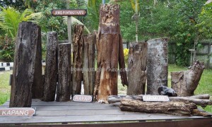 Museum Kayu Tuah Himba, koleksi, collection, Borneo, Indonesia, Kota Tenggarong, Kutai Kartanegara, Panji Sukarame, nature, Obyek wisata, Tourism, travel guide, 东加里曼丹, 婆罗州, 博物馆,
