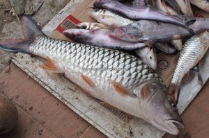 backpackers, destination, Rajang river, Borneo, Kapit, native, Orang Ulu, exotic delicacy, fish, local market, waterfront, tourist attraction, travel guide, 美拉亚沙捞越, 旅游景点