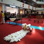 Borneo, Malaysia, championship, competition, traditional, Chinese culture, Dragon and Lion Dance Association, event, tourist attraction, Singapore Tian Eng, 古晋砂拉越, 天鹰, 狮王争霸, 舞狮,