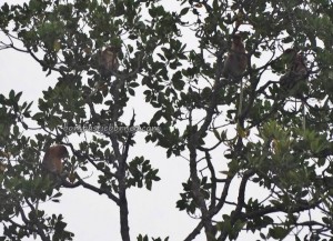Proboscis monkey, Pulau Kaniungan Kecil, Teluk Sulaiman, fishing village, adventure, nature, outdoor, Borneo, Island, Obyek wisata, Tourist attraction, travel guide, holiday, 东加里曼丹, 婆罗洲岛,