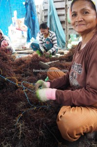 Tanjung Harapan, traditional, authentic, backpackers, Borneo, Indonesia, Kappaphycus alvarezii, red algae, Nelayan, village, Tourism, tourist attraction, travel guide, transborder, 北加里曼丹 海草旅游景点
