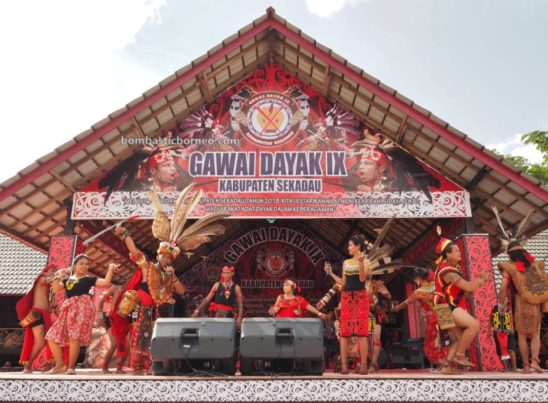 paddy harvest festival, authentic, traditional, Betang Youth Center, event, native, tribal, Kalimantan Barat, thanksgiving, Tourism, tourist attraction, Transborneo, 婆罗洲游踪, 印尼西加里曼丹, 土著丰收节日旅游