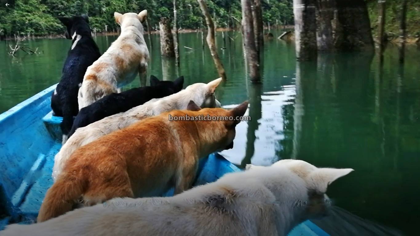 Bakun Dam, empangan, destination, traditional, memburu, dog hunting, Belaga, Kapit, Sarawak, native, Orang Ulu, Tourism, tourist attraction, travel guide, Borneo,