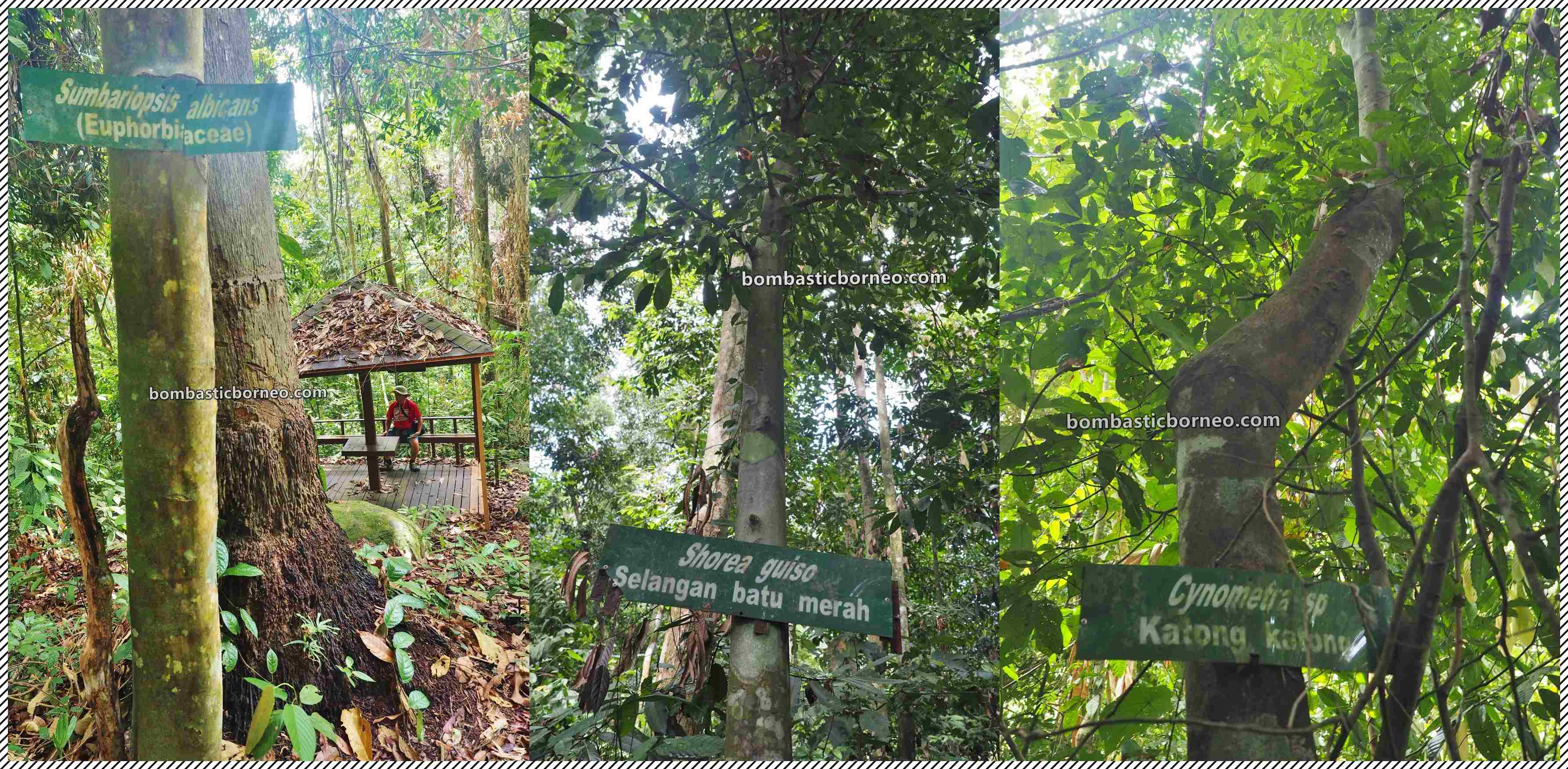Pusat Sejadi Bukit Gemok, Gemok Hill Forest Reserve, adventure, nature, jungle trekking, hiking, exploration, destination, Hutan simpan, Tawau, tourism, Sabah, Tourist attraction, travel guide, Trans Borneo,