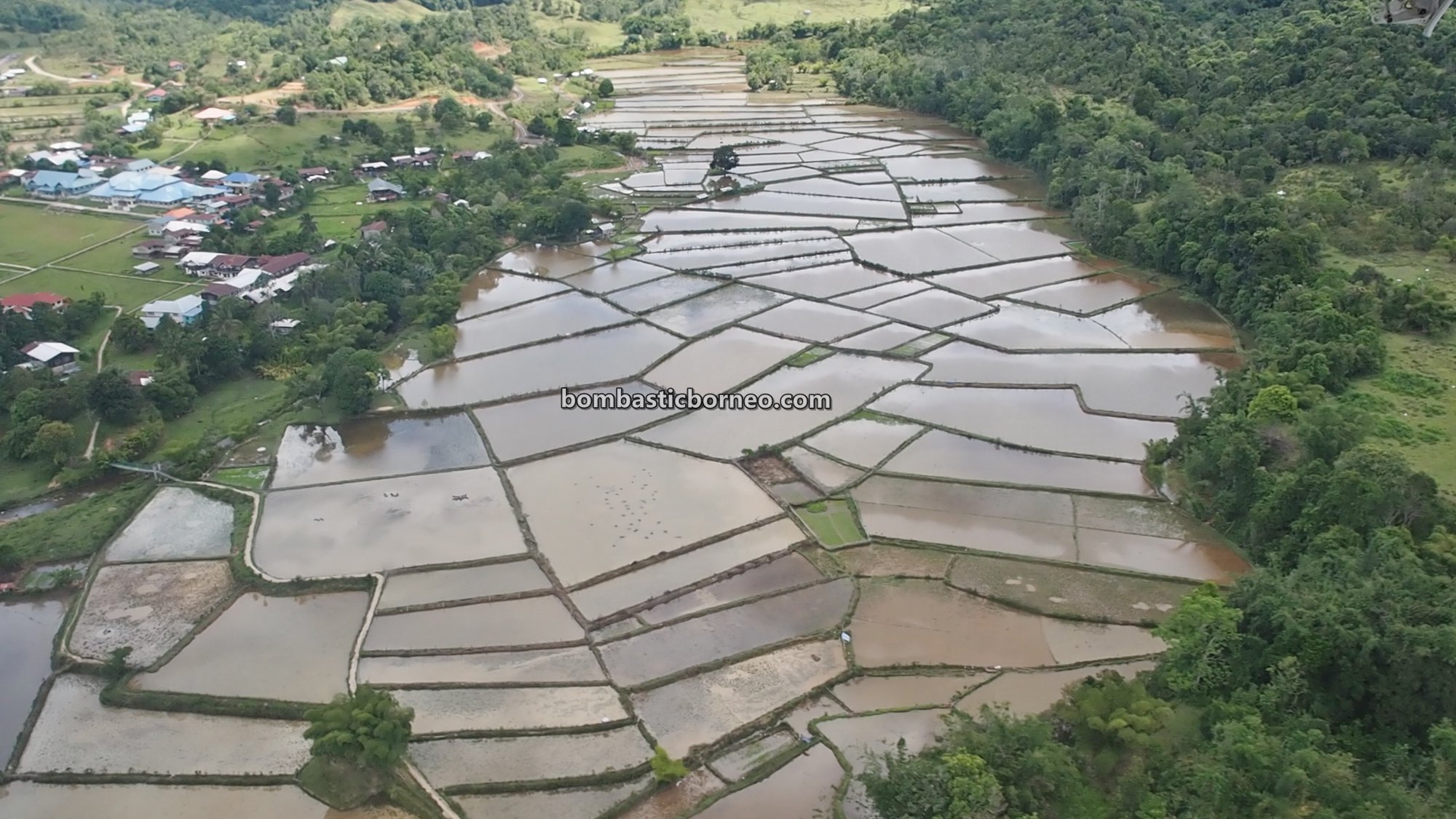 paddy fields, Bakelalan Highlands, adventure, authentic, traditional, backpackers, destination, exploration, Interior village, native, Malaysia, Sarawak, tourist attraction, travel guide, Borneo,